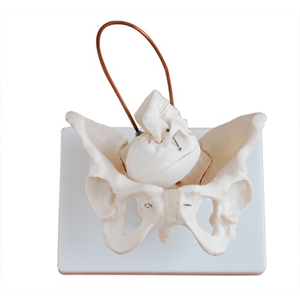 Female Pelvis Model with fetal skull, Midwifery Bone Model